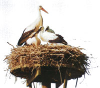 jan-Ooievaars