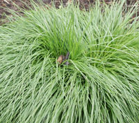 juni Hondendrol in plant