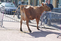 mei Schijtende koe