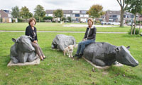 okt liggendekoeien