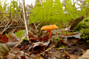 Winterdonsvoetje -©Natuurmonumenten - Jan Kriek