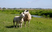OERRR Lammetjedag