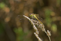 heidelibel