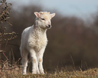 Lammetjesdag