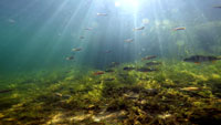 Onderwaternatuur