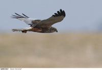 Roofvogels spotten