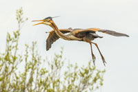 Purperreiger